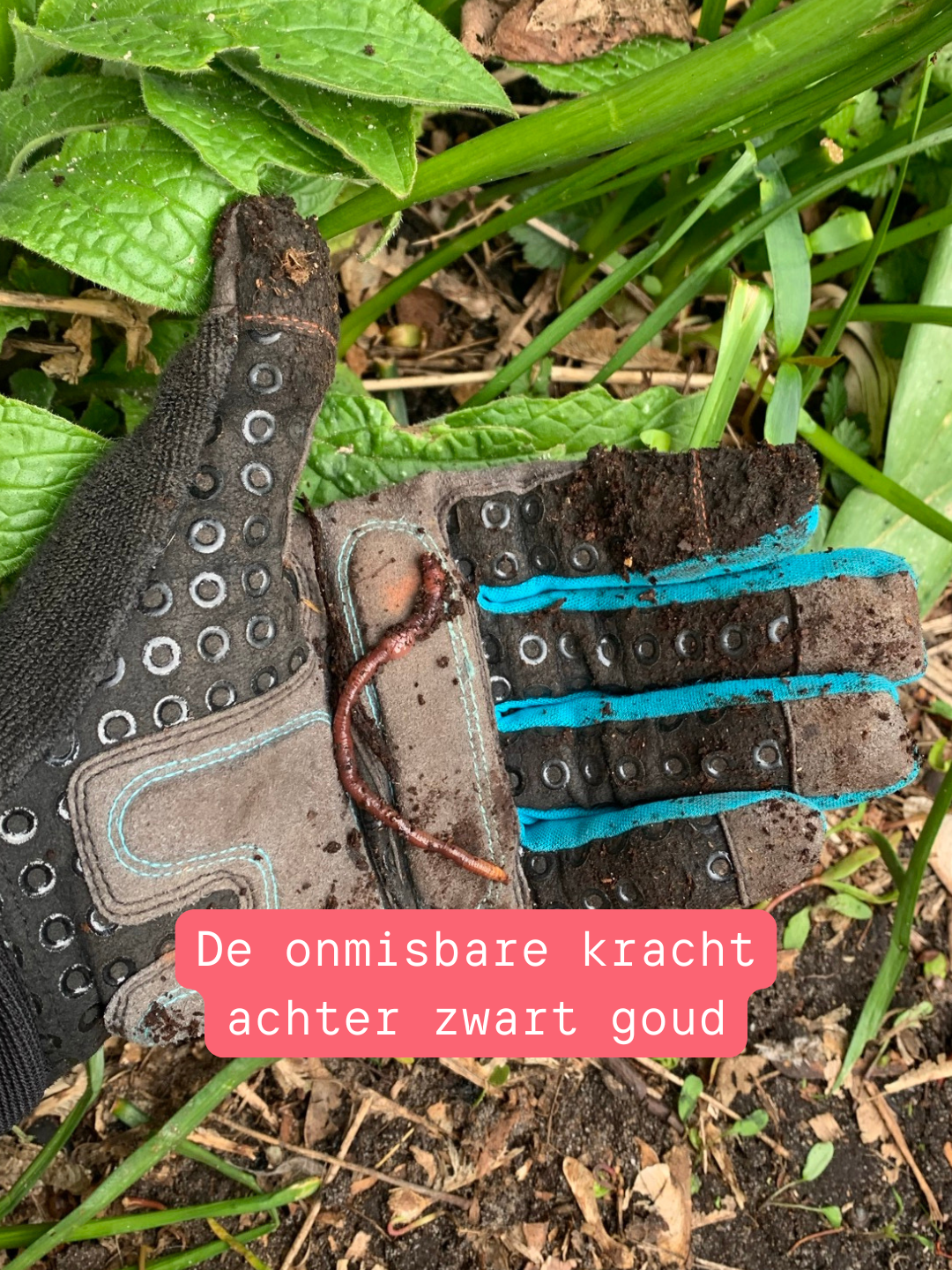 Oogst uit de buurttuin